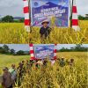 Aksi Nyata, Pemkab Minut Berhasil Panen Perdana Padi Ladang Di Desa Wineru Likupang Timur