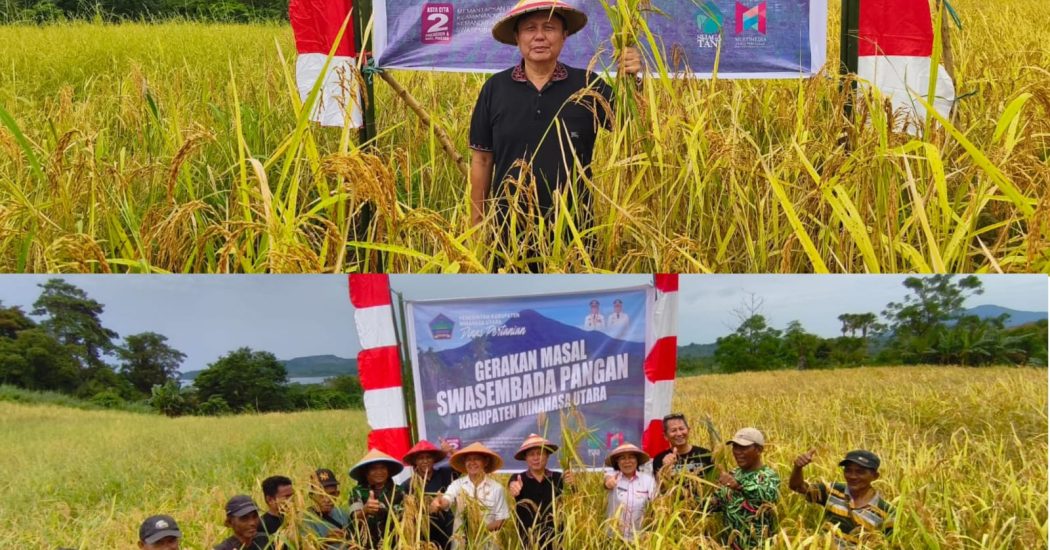 Aksi Nyata, Pemkab Minut Berhasil Panen Perdana Padi Ladang Di Desa Wineru Likupang Timur