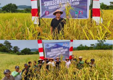 Aksi Nyata, Pemkab Minut Berhasil Panen Perdana Padi Ladang Di Desa Wineru Likupang Timur