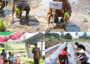 Dukung Gerakan Swasembada Pangan, JG-KWL Safari Tanam Dua Komoditi Strategis di Kecamatan Airmadidi